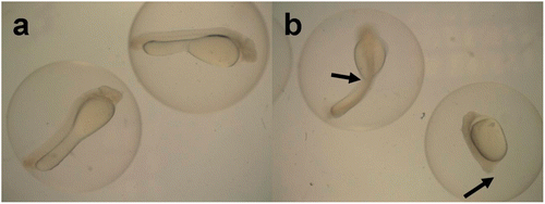 Figure 2. Fertilized eggs of silver carp incubated for 24 h under different NH3–N concentrations: a) normal embryos under 0 mg L−1 NH3–N, b) abnormal embryos under 1.49 mg L−1 NH3–N. The arrows show abnormal embryos with twist tail or without tail.