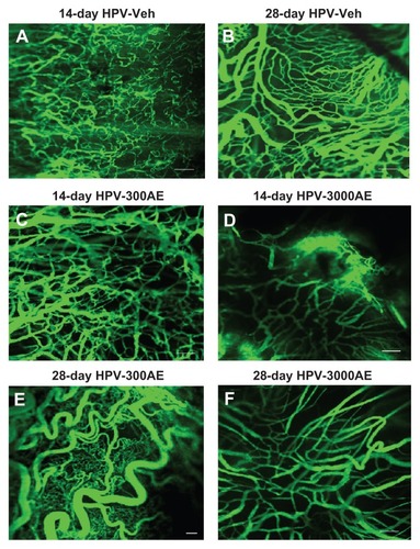 Figure 3 (A–F) Confocal laser microscopic images of the tumor microvascular network taken on day 14 in the HPV-Veh group (A), day 28 in the HPV-Veh group (B), day 14 in the HPV-300AE (300 mg/kg body weight) group (C), day 14 in the HPV- 3000AE (3000 mg/kg body weight) group (D) day 28 in the HPV-300AE group (E) and day 28 in the HPV-3000AE group (F). The microvascular network was visualized using fluorescein isothiocyanate-labeled dextran fluorescence (MW 200000), with Acanthus ebracteatus Vahl crude extract; low magnification × 10, bar = 50 μm.Abbreviations: HPV, human papillomavirus; Veh, vehicle; AE, Acanthus ebracteatus Vahl crude extract.