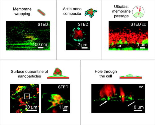 Figure 6. Examples of five early molecular events in living LA-4 cells following exposure to nanomaterial (TiO2 nanotubes labeled with Alexa Fluor 647, red), detected with confocal or STED fluorescence microscopy. Cell membranes are labeled with CellMask Orange (green), actin with SiR Actin (cyan). For micrographs of separate color channels refer to Figure S21 in Supporting Information.