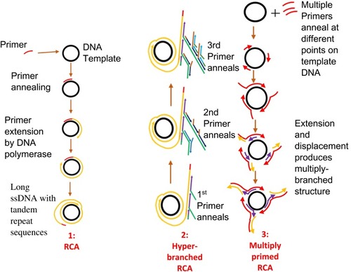 Figure 6 Rolling circle amplification. [1] Primer anneals to circular DNA which is continuously extended by polymerase enzyme to produce a displaced long ssDNA with tandem repeat sequences. Adapted with permission from Liu D, Daubendiek SL, Zillman MA, Ryan K, Kool ET. Rolling Circle DNA Synthesis: Small Circular Oligonucleotides as Efficient Templates for DNA Polymerases. J Am Chem Soc.1996;118(7):1587–1594. Copyright 1996 American Chemical Society.Citation203 [2] Hyper-branched RCA in which more than one primer anneals to products of previous amplification or padlock probe is used to form a circular DNA. New strands arise from the extension of primers; as they are displaced, reverse primers anneal and are extended to generate more displaced strands, resulting in multiple copies of highly branched DNA. Adapted from Yan J, Zhou Y, Zheng AS, et al. Isothermal amplified detection of DNA and RNA.  Mol. BioSyst. 2014;10:970-1003.Citation70 [3] Multiprimed RCA or multiply primed RCA in which multiple primers anneal to different points on a circular DNA with simultaneous extension and displacement. Multiply-branched structures result. Adapted with permission from Dean FB, Nelson JR, Giesler TL, Lasken RS. Rapid amplification of plasmid and phage DNA using Phi29 DNA polymerase and multiply-primed rolling circle amplification. Genome Res. 2001;11(6):1095–1099.Citation134 Copyright © 2001, Cold Spring Harbor Laboratory Press.