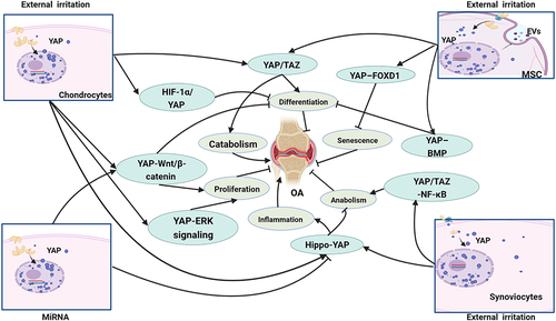 Figure 3 The main signaling pathway YAP/TAZ involved in OA. The research of YAP/TAZ in OA is mainly carried out in chondrocytes, mesenchymal stem cells (MSC) and fibroblast-like synovial cells (FLSs), which mainly regulate the proliferation, differentiation, anabolism and catabolism of cells and affect OA through a variety of signaling pathways.