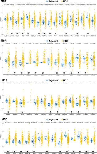Figure 1 Dysregulated m6A/m5C/m1A genes identified from the bulk sequencing of The Cancer Genome Atlas (TCGA) cohort. *Indicates a significant change (p<0.05) between the hepatocellular carcinoma (HCC) and the adjacent para-cancerous liver tissue.