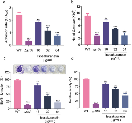 Figure 3. Isosakuranetin inhibition of SrtA and related virulence phenotypes of S. aureus (a) Isosakuranetin inhibited the adhesion of S. aureus USA300 to fibrinogen. (b) Isosakuranetin inhibition of S. aureus USA300 invasion into A549 cells. A549 cells were infected with S. aureus pretreated with different concentrations of isosakuranetin and lysed 2 hours after infection. The invasion of intracellular S. aureus was determined by serial dilution on TSB agar plates. (c) Effect of isosakuranetin on biofilm formation of S. aureus. Biofilm formation was quantified by crystal violet (CV) staining. (d) IgG could specifically bind to S. aureus surface protein (SpA), and FITC-labeled IgG was used to detect the fluorescence change to evaluate the effect of isosakuranetin on the SpA anchoring of the S. aureus cell wall. * P < 0.05, ** P < 0.01, *** P < 0.001. All experimental data depicted in this figure were analyzed using GraphPad, with statistical assessments conducted via one-way ANOVA.