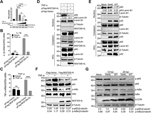 Figure 2. The MGF300-4L protein inhibits the NF-κB signaling pathway. (A to C) The MGF300-4L protein negatively regulates the NF-κB signaling pathway activation. HEK293T cells were cotransfected with the NF-κB reporter plasmids and an increasing amount of pFlag-MGF300-4L (0.1, 0.3, and 0.5 μg). At 24 hours posttransfection (hpt), the cells were either mock-treated or treated with TNF-α at a concentration of 10 ng/mL for 6 h. Subsequently, the luciferase activity was measured. The values of the mock-treated group were set to 1 and the values for the TNF-α-treated groups were normalized using those of the mock-infected group (A). HEK293T cells were transfected with the empty vector (pFlag-Vector) or pFlag-MGF300-4L. The cells were mock-treated or treated with TNF-α at a concentration of 10 ng/mL for 1 h at 24 hpt. The mRNA expression levels of IL-1β and TNF-α were measured by RT-qPCR (B and C). (D and E) The MGF300-4L protein inhibits the nuclear translocation of p65. HEK293T cells were transfected with pFlag-MGF300-4L or pFlag-Vector and then treated with or without TNF-α (10 ng/mL) for 1 h at 24 hpt. The cells were fractionated into cytoplasmic and nuclear fractions and analyzed by immunoblotting (IB) with the indicated antibodies. The p65 in the nuclear and cytoplasmic compartments and the whole cell lysates (WCL) was analyzed by IB. Lamin B1 and β-tubulin were selected as markers for the nuclear and cytosolic fractions, respectively (D). PAMs were either mock-infected or infected with ASFV-WT or Del4L at an MOI of 5. At 20 hours postinfection (hpi), the mock-infected and the ASFV-infected PAMs were treated with or without TNF-α (10 ng/mL) for 1 h. Subsequently, cellular fractions of the ASFV-infected PAMs were separated following the previously described method [Citation26] (E). (F and G) The MGF300-4L protein inhibits the phosphorylation levels of IκBα and p65. HEK293T cells were transfected with pFlag-MGF300-4L or pFlag-Vector and then treated with or without TNF-α (10 ng/mL) for 30 min at 20 hpt. The phosphorylation levels of IκBα and p65 were analyzed by IB with the indicated antibodies (F). The phosphorylation levels of IκBα and p65 in the PAMs mock-infected or infected with ASFV-WT or Del4L (MOI = 5) were analyzed by IB at 12 and 20 hpi (G). * P < 0.05; ** P < 0.01; *** P < 0.001; and ns, not significant (P > 0.05).