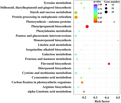 Figure 1. KEGG enrichment analysis for differentially expressed genes between black and white quinoa grains.