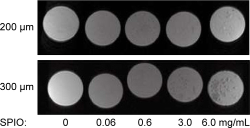 Figure S3 MR images of SPIO/Ca-ALG microspheres with a size of 200 and 300 µm containing various contents of SPIO NPs.Abbreviations: MR, magnetic resonance; SPIO, superparamagnetic iron oxides; NPs, nanoparticles; Ca-ALG, calcium alginate.