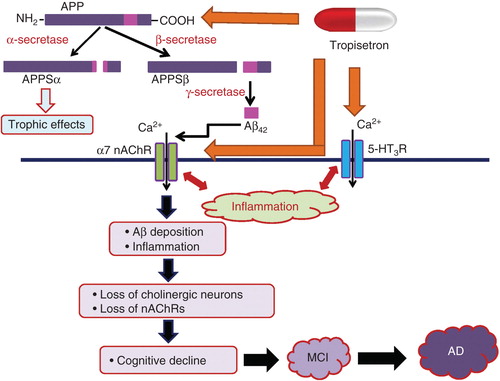 Figure 2. Schematic diagram of the proteolytic events and cleave products associated with APP and possible mechanistic action of tropisetron in the prevention of AD. APP is metabolized by a membrane-associated protease, α-secretase, and this cleavage releases the extracellular amino-terminal ectodomain of APP (APPSα), which displays trophic properties. The alternative cleavage pathway involves two sequential cleavages by β- and γ-secretase and gives rise to a series of Aβ. Accumulating evidence suggests that the interaction between Aβ peptides and α7 nAChRs is integral to the pathology of AD. The interaction between Aβ peptides and α7 nAChRs might induce Aβ deposition and inflammation in the brain, resulting in the loss of cholinergic neurons and α7 nAChR. These neurotoxic events may promote cognitive decline, followed by MCI, and ultimately lead to AD. In combination with an α7 nAChR agonist and serotonin 5-HT3 receptor antagonist, tropisetron, binds to APP, with a sub-micromolar affinity. The interaction of tropisetron with 5-HT3 receptors also plays a role in the anti-inflammatory and neuroprotective effect against Aβ-induced neurotoxicity. Taken together, tropisetron could act as a potential therapeutic drug for AD, if be administered during the period of MCI or early stages of AD.