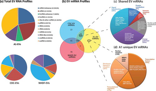 Figure 8. EV RNA profiles as determined by RNA sequencing. (a) Profiles of total RNA types identified by RNA-Seq and analysed via the Maverix Biomics exosome RNA data analysis pipeline from A1-, CDC- and NHDF-EVs and RNA type identified by mapping to the human genome. Relative abundances of RNA types are shown in pie graph form. (b) Venn diagram displaying the proportion of messenger RNAs shared and unique to each EV type. (c) 86 mRNAs were shared between the EVs derived from the stem cell-like CDCs and A1 myogenic precursor cells. From this group, the mRNAs were classified based on the biological function of their translated proteins (FUNRICH), and the five largest categories are displayed in pie chart format, with the corresponding mRNAs listed within the appropriate pie slice. (d) 123 unique A1-EV mRNAs were identified and further classified based on the biological function of their translated proteins (FUNRICH), and the five largest categories are displayed in pie chart format, with the corresponding mRNAs listed within the appropriate pie slice.