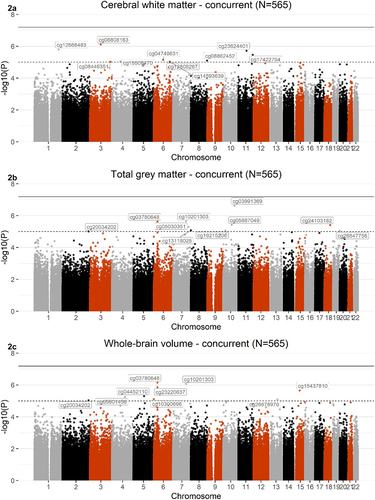 Figure 2. Manhattan plots showing meta-analysis of EWAS of cerebral white matter (2A), total grey matter (2B), and whole-brain volume (2 C), across the 2 concurrent sets (Nset 1=331; Nset 2=234; Ntotal=565). The black line defines the threshold for epigenome-wide significance (p ≤ 6.5x10−8) and the dotted line defines p ≤ 1x10−5. CpGs that met a significance of p ≤ 1x10−5 are labelled on the graph.