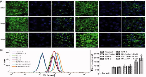 Figure 6. Cellular uptake of EM in different formulations. (A) Cellular uptake of EM with or without RADA16-I. (B) Cellular uptake of EM in different formulations via flow cytometry. 1, 2, and 3 represent EM concentrations of 120, 160, and 200 μM, respectively, [RADA16-I] = 5 mg/mL, *p< .01 vs. EM.