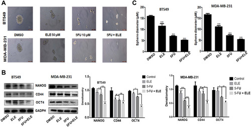 Figure 4 Effects of ELE and 5-FU on TNBC MDA-MB-231 and BT549 cells.Notes: (A) Both cell types were grown in 3D treated with drugs for 14 days, and we used inverted microscope to take photos and quantitative for structural integrity of cancer cells. (B) The CD44, OCT-4, and Nanog protein expression levels were determined through Western blot in MDA-MB-231 and BT549 cells after ELE alone, 5-FU alone, or their combinations. The data obtained from three independent experiments were presented as mean ± SD, and the significance levels were *P<0.05, **P<0.01, and ***P<0.001. (C) Sphere were calculated of three independent experiment, and the data were presented as mean ± SD with the significance level of ***P<0.001.