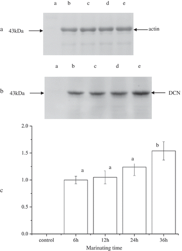 Figure 4. Dissociation of DCN. Note: (a) The immunoblots of actin as an internal reference: a, 36 h; b, 6 h; c, 12 h; d, 24 h; e, 36 h. (b) The immunoblots of decorin: a, 0 h; b, 6 h; c, 12 h; d, 24 h; e, 36 h. (c) The relative intensity of decorin immunoblots. Different letters over error bars significantly differ at p < 0.05.Figura 4. Disociación de DCN. Nota: (a), los inmunoblots de actina como una referencia interna: a, 36 h; b, 6 h; c, 12 h; d, 24 h; e, 36 h. (b), los inmunoblots de decorina: a, 0 h; b, 6 h; c, 12 h; d, 24 h; e, 36 h. (c), Intensidad relativa de inmunoblots de decorina. Las distintas letras que se encuentran sobre las barras de error indican diferencias significativa a un nivel de p < 0.05.