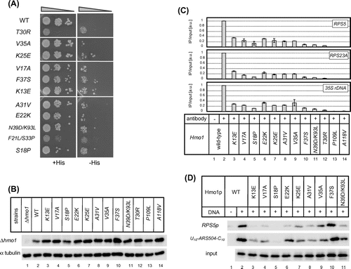 Fig. 4. The effects of mutations in box A on the ability of Hmo1 to bind its target promoters in vivo.Notes: (A) Growth of Δhmo1 yeast cells containing the RPS5*p + HIS3 (URA3) reporter plasmid that were transformed with a plasmid expressing the indicated hmo1 mutants. The strains were spotted onto SD + His or SD −His plates and cultivated for 5 d at 25 °C. For the N39D/K93L double mutant, we confirmed that the N39D mutation was mainly responsible for the His+ phenotype of this strain, while the K93L mutation had only a modest effect (data not shown). On the other hand, the S33P mutation was solely responsible for the His+ phenotype of the F21L/S33P double mutant (data not shown). (B) Immunoblot analyses of Hmo1 protein levels in the indicated hmo1 mutant cells. Whole cell extracts were prepared from mid-log phase cells grown in SD −Leu, −Trp medium at 30 °C. Hmo1 proteins were detected using an anti-FLAG antibody. α tubulin was also detected as described in Fig. 3(A). (C) ChIP analyses of the ability of Hmo1 to bind to its target promoters (RPS5, RPS23A, and 35s rDNA) in vivo. The ChIP assay was performed as described in Fig. 3(B). (D) Binding of wild-type and mutant Hmo1 proteins to DNA in vitro, as determined by an immobilized template assay, which was performed as described in Fig. 3(C).