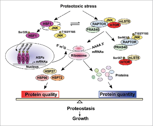Figure 1. HSF1 Balances protein quantity and quality. On the one hand, HSF1 maintains mTORC1 activity through suppression and sequestration of JNK, thereby controlling translation of proteins including stress-induced HSPs. On the other hand, HSF1, in response to proteotoxic stress, markedly up-regulates HSPs expression, thereby ensuring protein quality. By orchestrating protein quantity and quality, HSF1 preserves proteostasis and empowers growth.