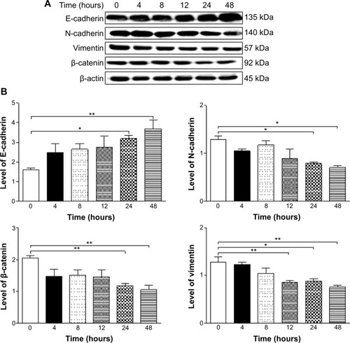 Figure 26 Effects of PLB on the expression level of selected EMT markers in DU145 cells over 48 hours.