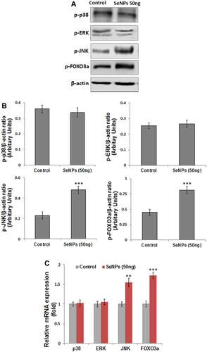 Figure 8 Effects of SeNP (50 ng/mL) on protein and gene expression of p38, ERK, JNK, and FOXO3a measured after 3 days of osteogenic induction. (A) SeNPs significantly enhanced the protein expression of p-JNK and p-FOXO3a expression with no notable change in p-p38 and p-ERK expression relative to control; β-actin was used as internal control (B) Density of the protein from Western blot were quantified and expressed as fold change relative to β-actin. (C) Relative fold change in the mRNA expression of MAPK and FOXO3a gene analyzed by RT-PCR. Results are mean ±SD of the triplicate experiments: **p<0.01, ***p<0.001 versus control.