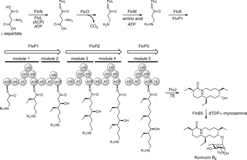 Fig. 3. Proposed biosynthetic pathway of fluvirucin B2.