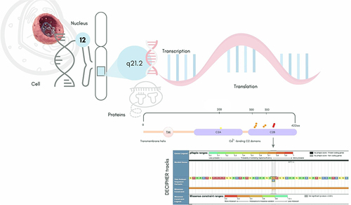 Figure 1 Missense sequence variants of SYT1 deposited in DECIPHERCitation13 indicating their location on the protein domains by yellow, Orange, and red dots classified as variant of uncertain significance, Likely pathogenic, and pathogenic respectively. DECIPHER severity tracks related to variant identified in a patient with Baker-Gordon Syndrome from Central Brazil is also included.