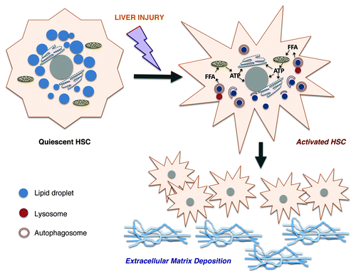 Figure 1. Role of autophagy in hepatic stellate cell (HSC) activation. Upon injury, quiescent HSCs upregulate autophagy, which leads to hydrolysis of retinyl esters within their perinuclear droplets. This process liberates free fatty acids (FFA) that can undergo mitochondrial β-oxidation. As a result, autophagy generates ATP energy to maintain the activated phenotype. Activated HSCs proliferate and produce large quantities of extracellular matrix molecules that contribute to hepatic fibrosis.