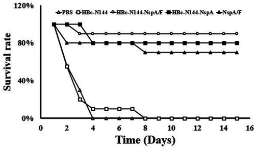 Figure 8 MenB challenge. Immunized mice from different groups were subjected to MenB challenge 2 weeks after the final immunization. The percentage of surviving mice demonstrates the efficacy of immunization.Abbreviations: MenB challenge, survival of the serogroup B meningococcus challenge group; HBc-N144, vaccinated with the N terminal 144 amino acids at of Hepatitis B core protein; HBc-N144-NspA, vaccinated with Neisserial surface protein A fused with the N terminal 144 amino acids of hepatitis B core protein; HBc-N144-NspA/F, vaccinated with the HBc-N144-NspA fusion protein plus Freund’s adjuvant; NspA/F, vaccinated with Neisserial surface protein A plus Freund’s adjuvant.