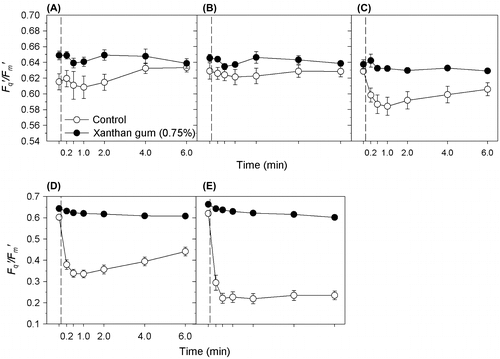 Figure 4. Fq′/Fm′ response of C. closterium cultures grown at salinity 35 ppt in 0 and 0.75% xanthan gum when salt shocked to salinities (A) 17.5, (B) 35, (C) 50, (D) 70 and (E) 90 ppt. Mean and SE bars shown (n = 5). = time of shock (0 min).