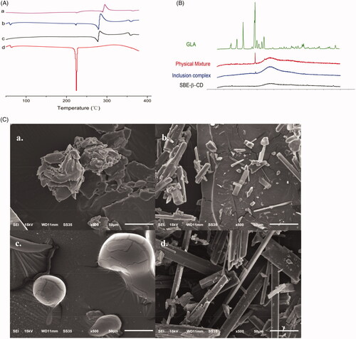 Figure 2. (A) DSC thermograms of GLA-SBE-β-CD inclusion complex (a), their physical mixture (b), SBE-β-CD (c) and GLA (d). (B) PXRD patterns of GLA, their physical mixture, GLA- SBE-β-CD inclusion complex and SBE-β-CD. (C). SEM photo of GLA- SBE-β-CD inclusion complex (a), their physical mixture (b), SBE-β-CD (c), and GLA (d).