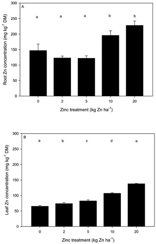 Figure 1. Mean (± SEM) zinc (Zn) concentrations (mg kg−1 DM) in spinach root (A) and leaf (B) for contrasting rates of Zn application to soil. Means followed by the same letter are not significantly different (P < 0.05).