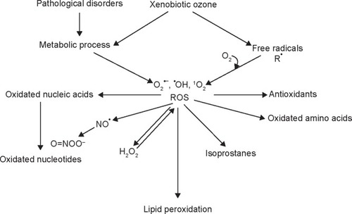 Figure 1 The cascade of compounds generated during ozone interaction in biological aqueous environments.