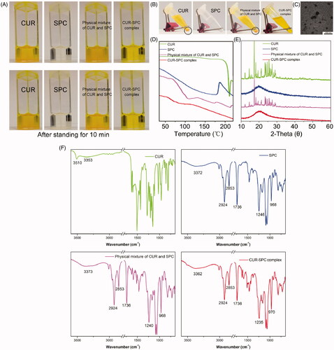 Figure 2. (A) The photographs of CUR, SPC, physical mixture of CUR and SPC and CUR-SPC complex dispersed in organic solvent (toluene) after preparation. (B) The photographs of CUR, SPC, physical mixture of CUR and SPC and CUR-SPC complex dispersed in organic solvent (toluene) after 2 h of storage. (C) TEM image of CUR-SPC complex. (D) DSC spectra, (E) XRD spectra and (F) FTIR spectra of CUR, SPC, physical mixture of CUR and SPC and CUR-SPC complex.