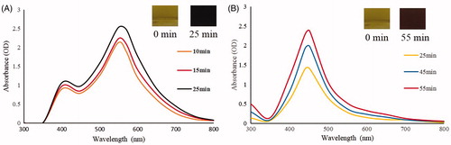 Figure 1. Time-dependent UV-Vis spectra of the reaction mixture for (A) CB-AuNps and (B) CB-AgNps, respectively.