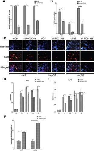 Figure 4 LINC01268 knockdown reduces proliferation and increases apoptosis of HCC cell lines. Compared with non-targeting siRNA control (siCtrl), transfection of pool of three siRNA sequences and three antisense oligonucleotides targeting LINC01268 (siLINC01268) showed good knockdown efficiency in the three selected HCC cell lines (A). Knockdown of LINC01268 exerted significant inhibition on cell proliferation demonstrated by EdU assay (C) and its quantification (B) where the red signals indicated proliferating cells and blue signals suggested nuclei, which was further confirmed by OD (optical density) measurement (D and E) over four days cell culture post transfection. Furthermore, knockdown of LINC01268 also significantly elevated cell apoptosis (F) of HepG2 and Huh7 cells. The histograms showed the mean ± SD of three independent measurements, while the images were representatives from three independent experiments. The bar in each image (200× magnification) indicates 100 μm. *p<0.05, **p<0.01, Student’s t-test.