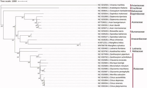 Figure 1. Molecular phylogenetic analysis of 29 plastomes.