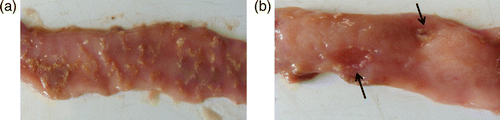 Figure 1.  1a: Confluent necrosis of the jejunum. 1b: Focal necrosis of the jejunum.