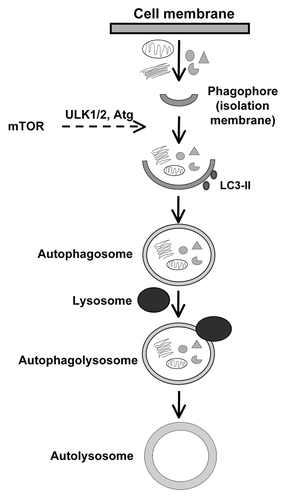 Figure 1. Stages involved in the formation of autolysosome from phagophore for various cellular components.