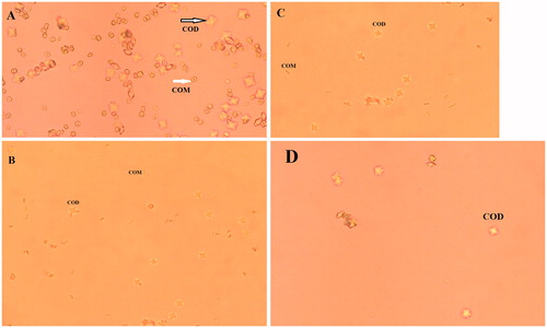 Figure 4. Light microscopic photographs of crystal formation in control group (A), presence of taraxasterol (B), Taraxacum officinale extract (C), and potassium citrate (D) (×400). COD: CaOx dihydrate (bipyramidal-shaped) and COM: CaOx monohydrate (oval-shaped).