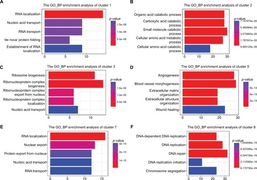 Figure 3 Functional enrichment analysis (GO:BP) of DEGs from six clusters in LR.Abbreviations: BP, biological process; DEGs, differentially expressed genes; GO, Gene Ontology; LR, liver regeneration.