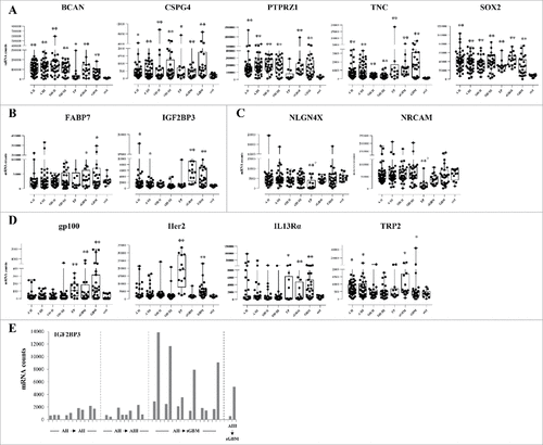 Figure 2. Antigen expression on grade II, III astrocytoma, oligodendroglioma and ependymoma samples and recurrent sample pairs. Box plots analysis of expression of the BCAN, CSPG4, PTPRZ1, TNC and SOX2 (A), FABP7 and IGF2BP3 (B), NLGN4X and NRCAM (C), IL13Rα2, gp100, Her2 and TRP2 (D) genes on the different tumor groups showing the median, lower quartile (25th percentile) and upper quartile (75th percentile). The bars indicate the lower adjacent value and the upper adjacent value. #: p < 0.05 versus non-tumor samples, ##: p < 0.01 versus non-tumor samples.. AII: grade II astrocytoma, AIII: grade III astrocytoma, ODII: grade II oligodendroglioma, ODIII: grade III oligodendroglioma, EP: ependymoma, sGBM: secondary GBM, ctrl: non-tumor samples. (E) mRNA counts for the IGF2BP3 gene in paired (pairs of 2, 3 or 4, each separated by a space) recurrent samples. AII➔AII: grade II astrocytoma recurring as grade II astrocytoma, AII➔AIII: grade II astrocytoma recurring as grade III astrocytoma, AII➔sGBM: grade II astrocytoma recurring as secondary GBM, AIII➔sGBM: grade III astrocytoma recurring as secondary GBM.
