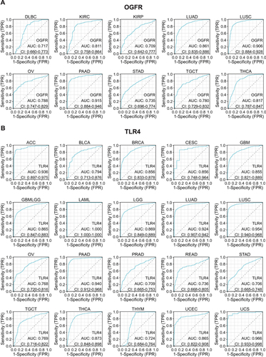 Figure 5 Representative ROC curve (AUC > 0.7) for (A) OGFR and (B) TLR4 in pan-cancer (using GTEx normal samples as reference).