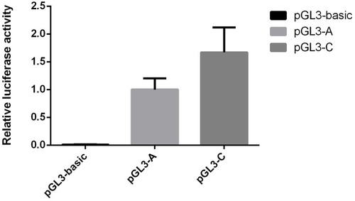 Figure 1 Effects of the promoter polymorphism rs6690733 of ANGPTL3 gene on transcription activity.