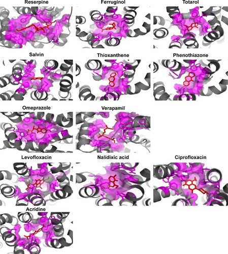 Figure 5 Binding mode of reserpine, ferruginol, totarol, salvin, phenothiazone, thioxanthene, omeprazole, verapamil, levofloxacin, nalidixic acid, ciprofloxacin, and acridine within the hydrophobic cleft (violet) of NorA efflux pump (gray).