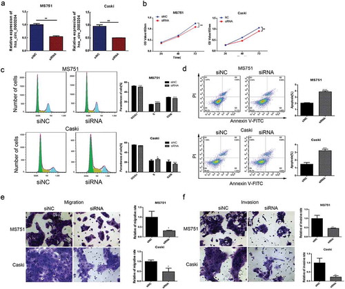 Figure 3. Silencing of hsa_circ_0003204 suppress cervical cancer cell proliferation, migration, invasion, and enhance apoptosis in vitro. (a) Validation of hsa_circ_0003204 in cell by qRT-PCR. (b) Silencing of hsa_circ_0003204 suppressed cell proliferation in both MS751 and Caski cells. (c) Silencing of hsa_circ_0003204 significantly prevent MS751 and Caski cells from entering into S phase. (d) Silencing of hsa_circ_0023404 significantly increased apoptosis of both MS751 and Caski. (e) Silencing of hsa_circ_0003204 significantly decreased migration of both MS751 and Caski. (f) Silencing of hsa_circ_0003204 significantly reduced invasion of both MS751 and Caski