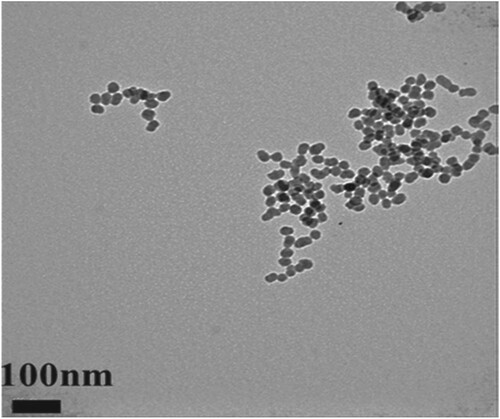 Figure 5. TEM images showing the uniform size of 20 nm of Silica NPs (Adapted from Lee et al. Citation2016. A quantitative study of nanoparticle skin penetration with interactive segmentation. Medical & biological engineering & computing, 54(10), pp.1469-1479 with permission from Springer Nature – License no: 5010250744068).