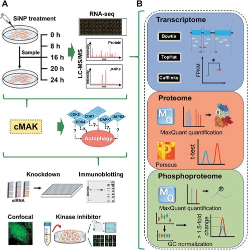Figure 3. Experimental procedure of the study. (A) A multistep flowchart of sample preparation, multi-omics profiling, data integration, potentially autophagy-regulating kinase prediction, and experimental validation for SiNP-induced autophagy. (B) The computational analyses of the transcriptomic, proteomic and phosphoproteomic data