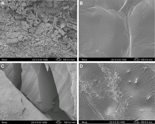 Figure 3 Scanning electron microscopic pictures of 25-OCH3-PPD (A), 25-OCH3-PPD-phospholipid complex (B), physical mixture (C), and phospholipid (D) at ×500 magnification.