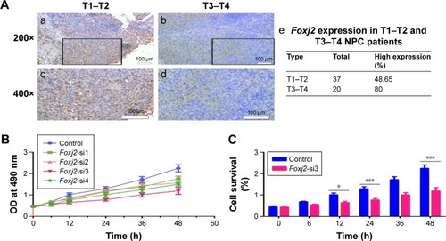 Figure 4 Knockdown of Foxj2 reduces CNE-2 cell proliferation.