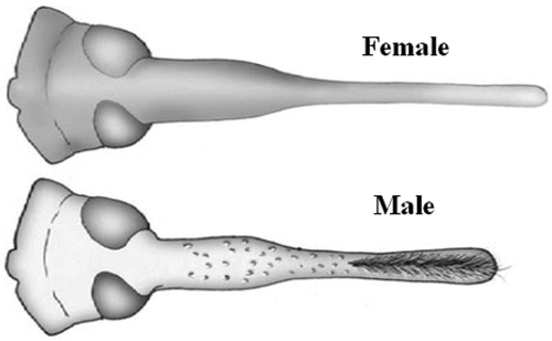Figure 1. Differences between the male and female adult weevil based on their mouthpart.