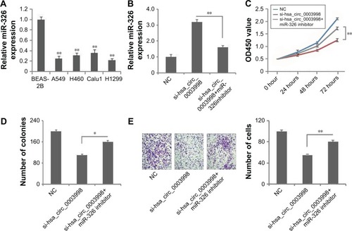 Figure 4 miR-326 inhibitor rescued the function of hsa_circ_0003998 knockdown in H1299 cells.