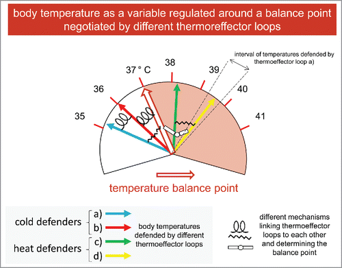 Figure 2. Thermoregulation in a non-unified system.