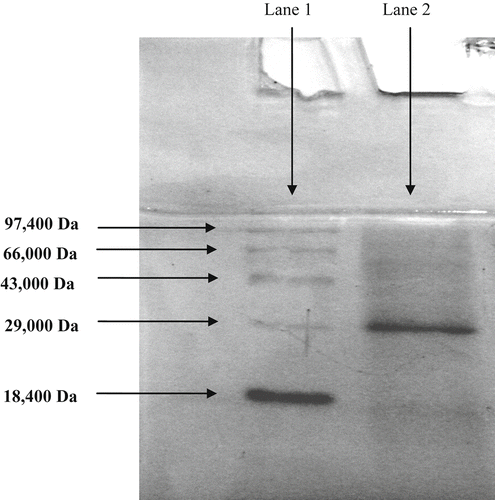 Figure 2. SDS–PAGE of xylanase enzyme. Lane 1: Ladder medium range (Bangalore Gene Pvt. Ltd., Cat. No. RPMW-M 106005). Lane 2: Partially purified enzyme (29,000 Da).