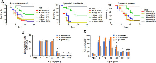 Figure 5 Preinoculation of recombinant Gp70 protects Tenebrio molitor larvae from a lethal dose of Sporothrix spp. In (A), animal groups, containing 30 individuals per group, were inoculated with the indicated dose of recombinant Gp70 (rGp70) from S. schenckii and five days later were challenged with 1×106 yeast-like cells and mortality monitored daily. The hemolymph of these animals was recovered and used to quantify the colony-forming units (B) or the activity of lactate dehydrogenase in the cell-free hemolymph, which is regarded here as cytotoxicity (C). The 100% cytotoxicity refers to the enzyme activity quantified from lysed hemocytes. PBS, animal group inoculated only with PBS. The group inoculated with 0 µg rGp70 refers to animals inoculated with PBS + 5 µg/mL polymyxin B. * P < 0.05, when compared with the animal group incubated with 0 µg rGp70.